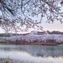2024년4월6일(토)장항송림 갯벌&은파호 벚꽃 자료방 이미지