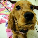 몽이냥이 이미지