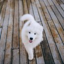 강아지탐험대 이미지