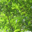 야생 산돌복숭아 와 전나무 열매(솔방울) 이미지