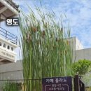 카페플라노