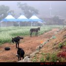 봉평메밀 이미지