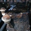 솔티농원 이미지