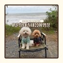 춘장대 | 충남 서천 바다 앞 애견동반 캠핑장 춘장대 솔내음 야영장 후기