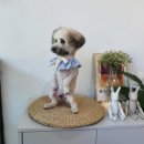 다이아몬독 이미지