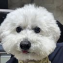 김 S 동물병원 이미지