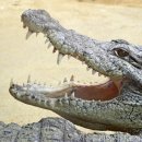 서울클리어치과교정과치과의원 네이버블로그