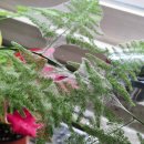 응애농원 | 동인천 식물 농약 신농종묘농약(신농종묘사) 젠토킬 후기