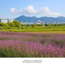 대저생태공원 이미지