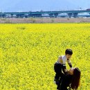 낙동강관리본부 대저생태공원 4 이미지