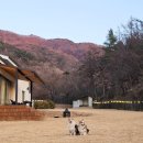 스테이다독 이미지