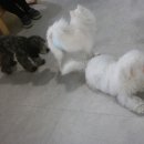 뚜비콩