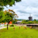 용담면 8587[48-11] | [공지] 오사카 근교 소도시 여행 나라와 우지 2곳 추천 (사슴과 함께 하는 여행)