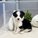 앙쥬펫 강아지분양 은평구점 이미지