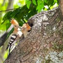 무 진 정 이미지