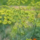 대강농장 이미지