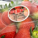 청춘농장 | [청춘농장] 청주/오창 당도 최고 '꿀딸기' 후기