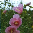 무궁화비료 이미지