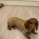 바오그루밍 이미지