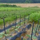 광성 농장 이미지