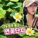 연꽃단지 | 7월 경주여행지추천 동궁과월지추천 볼거리 연꽃단지 방문후기