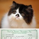 CatFlower