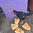 대머리 총각 이미지