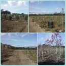 신흥농장2 이미지