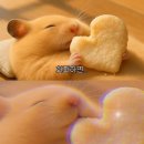 래빗가든