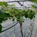 화수농장 이미지