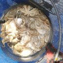 여수쭈꾸미 이미지