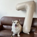 도그투케이크 이미지