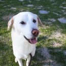 대구애견스쿨 이미지