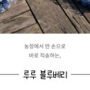 루루 블루베리 체험농장