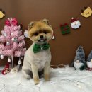 인생댕컷 반려견미용실 이미지