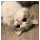 캣그램 광주 고양이분양 이미지