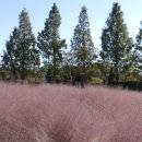 핑크파크 이미지