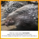 포큐파인