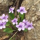 자연하모니 이미지