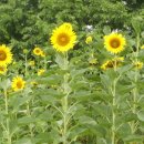 영창초등학교 이미지