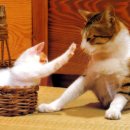 나는고양이 이미지