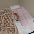 우리강아지 이미지