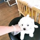 대전 강아지분양 고양이분양 파라다이스펫본점 | 천안 강아지 분양 추천 ♡ 친절하시고 깔끔 했던 ♡ 천안 강아지분양 고양이분양 파라다이스펫본점