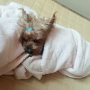 산남동물병원 이미지