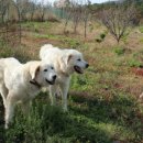 보광농장 이미지