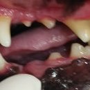 부곡동물병원 이미지