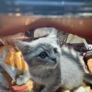 대전본동물병원 | 관저 본동물병원 , 아기고양이 분양후 기본검진 후기, 대전 관저동 고양이 동물병원 추천