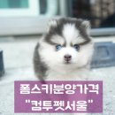 폼스키 분양 폼스몽 강남본점 | 폼스키분양가격 입양 기다림