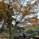 봄 숲으로 가자 | 2025년 대구 비슬산(유가사) 단풍놀이 현황, 당일치기 글램핑(숲에가자) 솔직한 여행후기