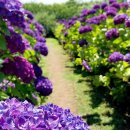 동광리-4 이미지